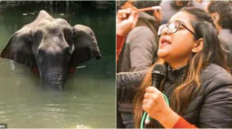 Elephant in Kerala (PTI); Jamia student Safoora Zargar (Twitter)